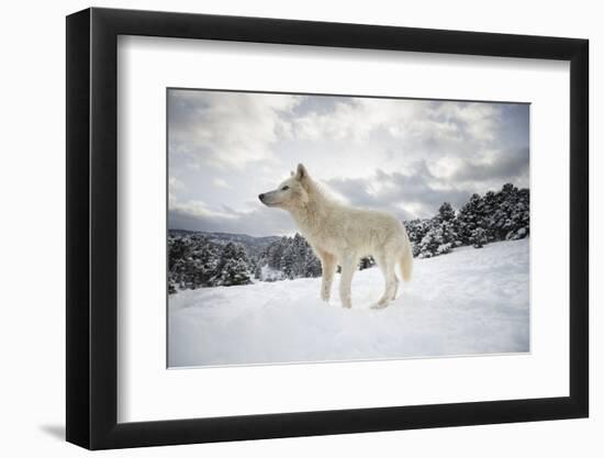 Arctic Wolf (Canis Lupus Arctos), Montana, United States of America, North America-Janette Hil-Framed Premium Photographic Print