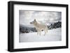 Arctic Wolf (Canis Lupus Arctos), Montana, United States of America, North America-Janette Hil-Framed Premium Photographic Print