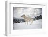 Arctic Wolf (Canis Lupus Arctos), Montana, United States of America, North America-Janette Hil-Framed Premium Photographic Print