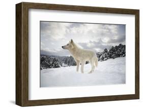 Arctic Wolf (Canis Lupus Arctos), Montana, United States of America, North America-Janette Hil-Framed Photographic Print