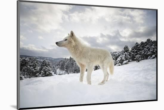 Arctic Wolf (Canis Lupus Arctos), Montana, United States of America, North America-Janette Hil-Mounted Photographic Print