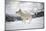 Arctic Wolf (Canis Lupus Arctos), Montana, United States of America, North America-Janette Hil-Mounted Photographic Print