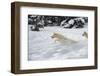 Arctic Wolf (Canis Lupus Arctos), Montana, United States of America, North America-Janette Hil-Framed Photographic Print