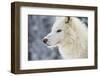 Arctic Wolf (Canis Lupus Arctos), Montana, United States of America, North America-Janette Hil-Framed Photographic Print