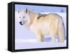 Arctic Wolf, Canis Lupus Arctos-Lynn M^ Stone-Framed Stretched Canvas