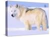 Arctic Wolf, Canis Lupus Arctos-Lynn M^ Stone-Stretched Canvas