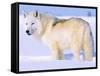 Arctic Wolf, Canis Lupus Arctos-Lynn M^ Stone-Framed Stretched Canvas