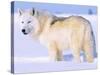 Arctic Wolf, Canis Lupus Arctos-Lynn M^ Stone-Stretched Canvas