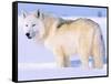 Arctic Wolf, Canis Lupus Arctos-Lynn M^ Stone-Framed Stretched Canvas