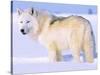 Arctic Wolf, Canis Lupus Arctos-Lynn M^ Stone-Stretched Canvas