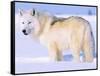 Arctic Wolf, Canis Lupus Arctos-Lynn M^ Stone-Framed Stretched Canvas