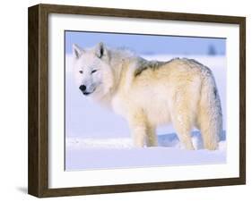 Arctic Wolf, Canis Lupus Arctos-Lynn M^ Stone-Framed Premium Photographic Print