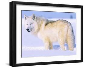 Arctic Wolf, Canis Lupus Arctos-Lynn M^ Stone-Framed Premium Photographic Print