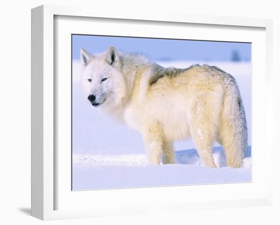 Arctic Wolf, Canis Lupus Arctos-Lynn M^ Stone-Framed Premium Photographic Print