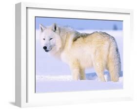 Arctic Wolf, Canis Lupus Arctos-Lynn M^ Stone-Framed Premium Photographic Print