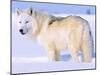Arctic Wolf, Canis Lupus Arctos-Lynn M^ Stone-Mounted Premium Photographic Print