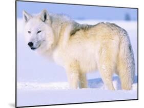 Arctic Wolf, Canis Lupus Arctos-Lynn M^ Stone-Mounted Premium Photographic Print