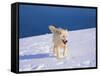 Arctic Wolf, Canis Lupus Arctos-Lynn M^ Stone-Framed Stretched Canvas