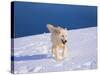 Arctic Wolf, Canis Lupus Arctos-Lynn M^ Stone-Stretched Canvas