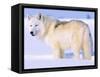 Arctic Wolf, Canis Lupus Arctos-Lynn M^ Stone-Framed Stretched Canvas