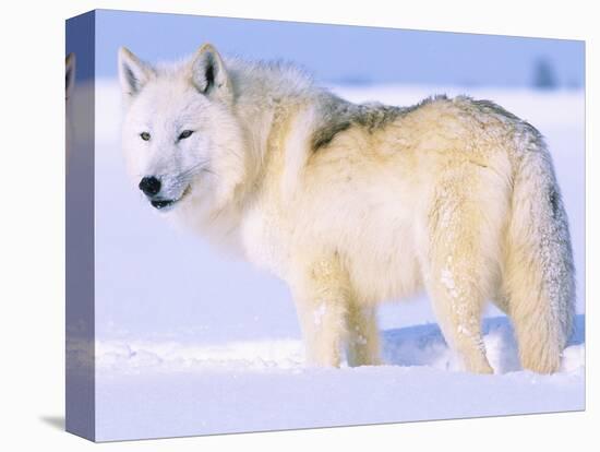 Arctic Wolf, Canis Lupus Arctos-Lynn M^ Stone-Stretched Canvas