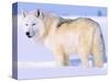 Arctic Wolf, Canis Lupus Arctos-Lynn M^ Stone-Stretched Canvas