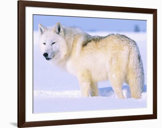 Arctic Wolf, Canis Lupus Arctos-Lynn M^ Stone-Framed Photographic Print