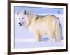 Arctic Wolf, Canis Lupus Arctos-Lynn M^ Stone-Framed Photographic Print