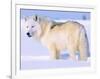 Arctic Wolf, Canis Lupus Arctos-Lynn M^ Stone-Framed Photographic Print