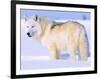 Arctic Wolf, Canis Lupus Arctos-Lynn M^ Stone-Framed Photographic Print