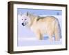 Arctic Wolf, Canis Lupus Arctos-Lynn M^ Stone-Framed Photographic Print