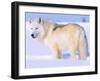 Arctic Wolf, Canis Lupus Arctos-Lynn M^ Stone-Framed Photographic Print