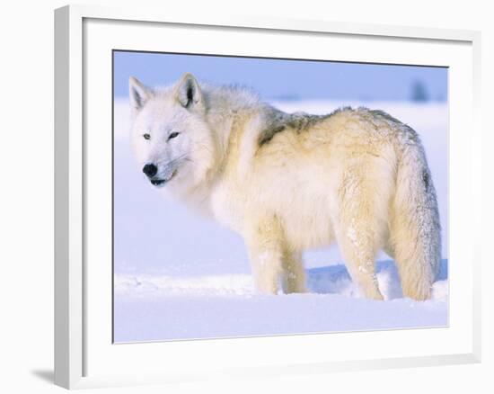 Arctic Wolf, Canis Lupus Arctos-Lynn M^ Stone-Framed Photographic Print