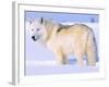 Arctic Wolf, Canis Lupus Arctos-Lynn M^ Stone-Framed Photographic Print