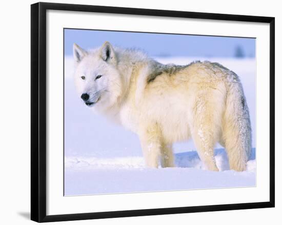 Arctic Wolf, Canis Lupus Arctos-Lynn M^ Stone-Framed Photographic Print