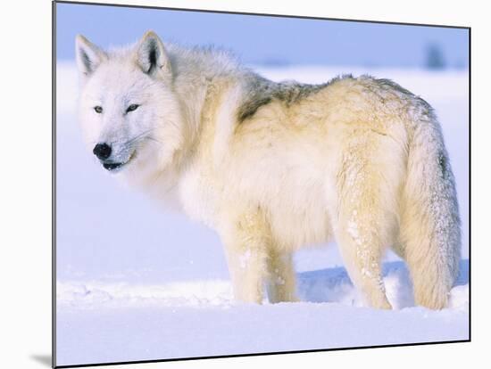 Arctic Wolf, Canis Lupus Arctos-Lynn M^ Stone-Mounted Photographic Print