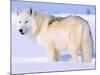 Arctic Wolf, Canis Lupus Arctos-Lynn M^ Stone-Mounted Photographic Print