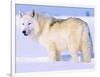 Arctic Wolf, Canis Lupus Arctos-Lynn M^ Stone-Framed Photographic Print