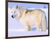 Arctic Wolf, Canis Lupus Arctos-Lynn M^ Stone-Framed Photographic Print