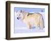 Arctic Wolf, Canis Lupus Arctos-Lynn M^ Stone-Framed Photographic Print