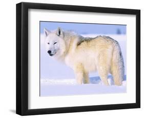 Arctic Wolf, Canis Lupus Arctos-Lynn M^ Stone-Framed Photographic Print