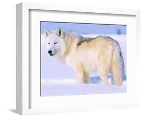 Arctic Wolf, Canis Lupus Arctos-Lynn M^ Stone-Framed Photographic Print