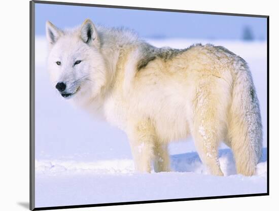 Arctic Wolf, Canis Lupus Arctos-Lynn M^ Stone-Mounted Photographic Print