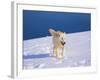 Arctic Wolf, Canis Lupus Arctos-Lynn M^ Stone-Framed Photographic Print