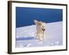 Arctic Wolf, Canis Lupus Arctos-Lynn M^ Stone-Framed Photographic Print