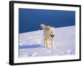 Arctic Wolf, Canis Lupus Arctos-Lynn M^ Stone-Framed Photographic Print