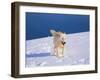 Arctic Wolf, Canis Lupus Arctos-Lynn M^ Stone-Framed Photographic Print