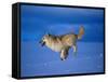 Arctic Wolf Runs in Snow, Canis Lupus Arctos-Lynn M^ Stone-Framed Stretched Canvas