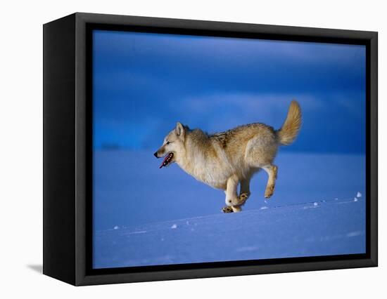 Arctic Wolf Runs in Snow, Canis Lupus Arctos-Lynn M^ Stone-Framed Stretched Canvas