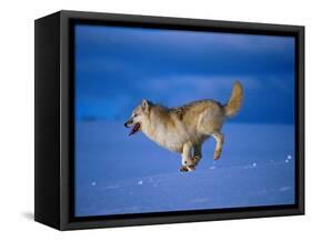 Arctic Wolf Runs in Snow, Canis Lupus Arctos-Lynn M^ Stone-Framed Stretched Canvas